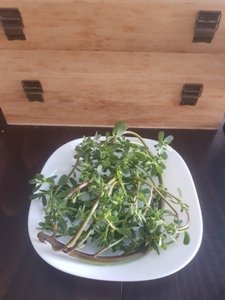 Древното астрологично знание s